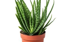 Pianta di Aloe Vera - Miracolo Naturale Guaritore | Rosa Fiorista Fioreria Milano