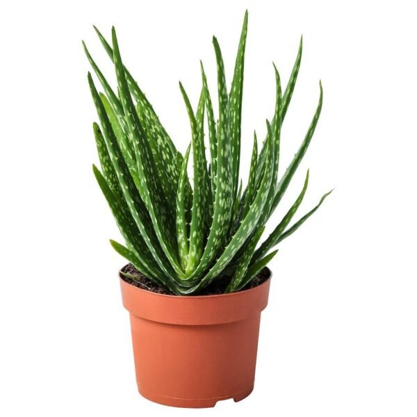 Pianta di Aloe Vera - Miracolo Naturale Guaritore | Rosa Fiorista Fioreria Milano