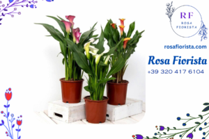 Calle in Vaso - Eleganza Perenne | Fioreria Rosa Fiorista Milano