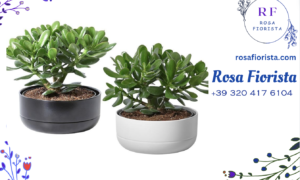 Crassula Ovata in Vaso - Simbolo di Prosperità | Fioreria Rosa Fiorista Milano